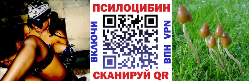 Купить  Могоча  Псилоцибиновые грибы Psilocybine cubensis 
